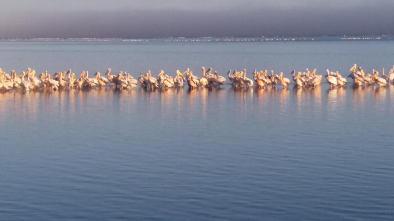 Haus Schaaf B&B Walvis Bay Exteriör bild